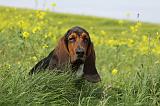 BASSET HOUND 007